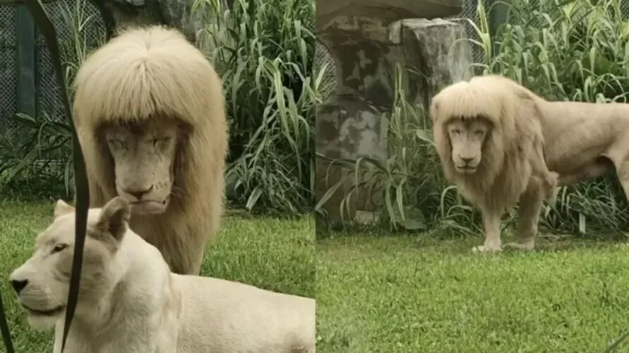 Leão 'de franja' é flagrado em zoo e viraliza na web