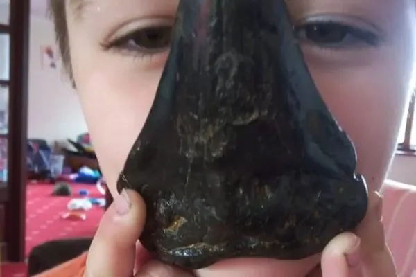 Menino de 6 anos encontra dente de megalodon na praia