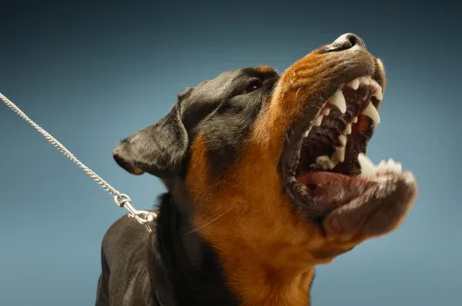 Rottweiler arranca parte de orelha de catador em Apucarana