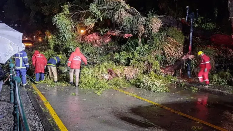 Vídeo flagra árvore gigante caindo e quase atingindo pessoa