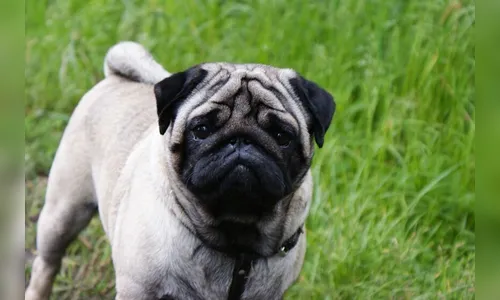 Ladrões levaram até a cachorrinha de estimação, em Arapongas