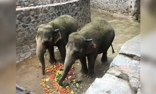 Brasil receberá dois elefantes nesta terça-feira (10)