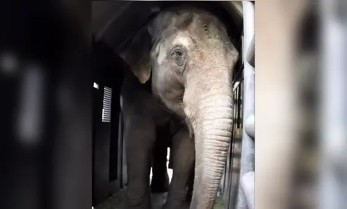 Elefantas passam por Foz do Iguaçu rumo ao Santuário