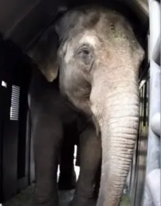 Elefantas passam por Foz do Iguaçu rumo ao Santuário