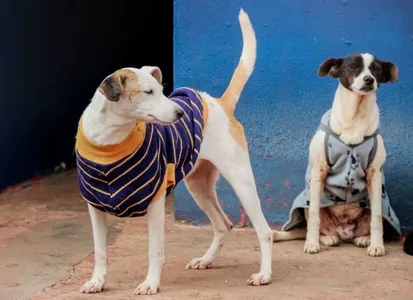 Frio: animais do canil e do bosque têm proteção extra