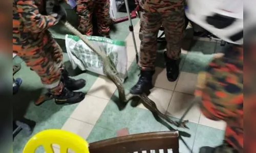 Homem é picado por píton enquanto usava o banheiro de casa