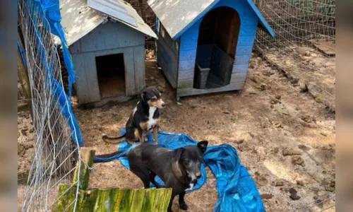 IAT encontra 169 animais com sinais de maus-tratos