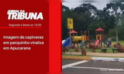 Imagem de capivaras em parquinho viraliza em Apucarana