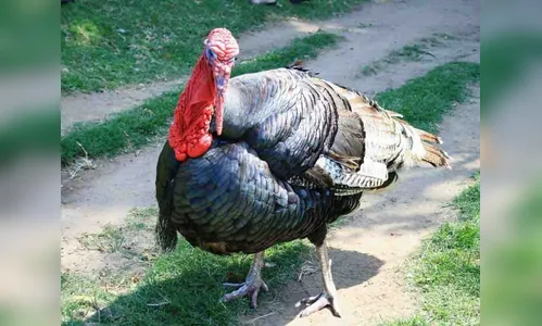 Furto de Peru termina em briga  entre vizinhos