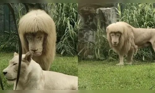 Leão 'de franja' é flagrado em zoo e viraliza na web