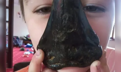 Menino de 6 anos encontra dente de megalodon na praia
