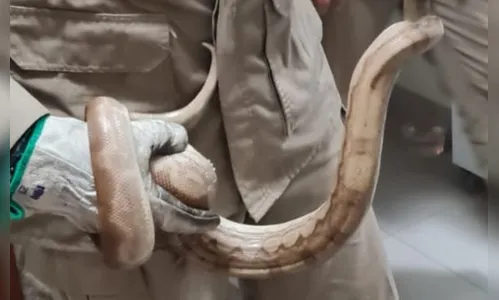 Morador encontra cobra dentro de guarda-roupa em apartamento