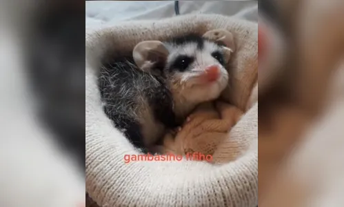 Moradora de Maringá adota filhote de gambá