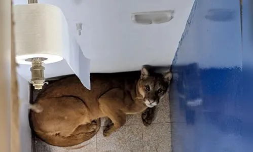 Onça se esconde em banheiro de escola e mobiliza bombeiros