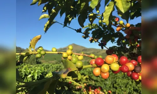 Paraná possui aumento na produção de café gourmet