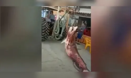 Pescadores são multados por pesca ilegal de tubarões no PR