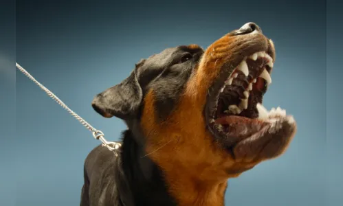 Rottweiler arranca parte de orelha de catador em Apucarana