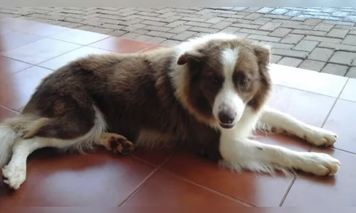 Cão do seminário de Apucarana está desaparecido