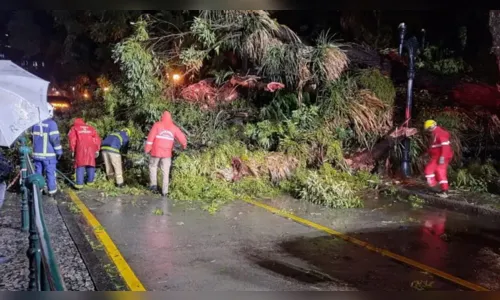 Vídeo flagra árvore gigante caindo e quase atingindo pessoa