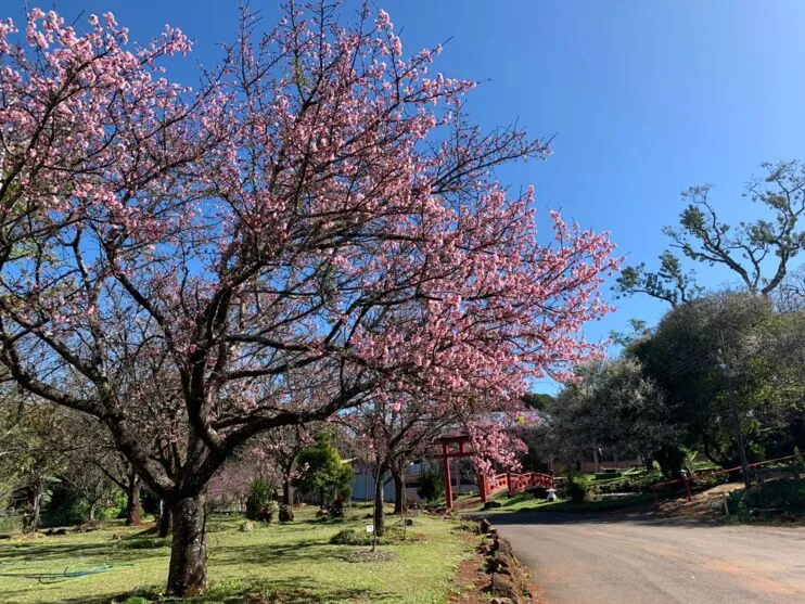 A árvore, símbolo da terra do sol nascente, encontrou na cidade alta do Norte do Paraná (960 metros de altitude) um clima muito favorável