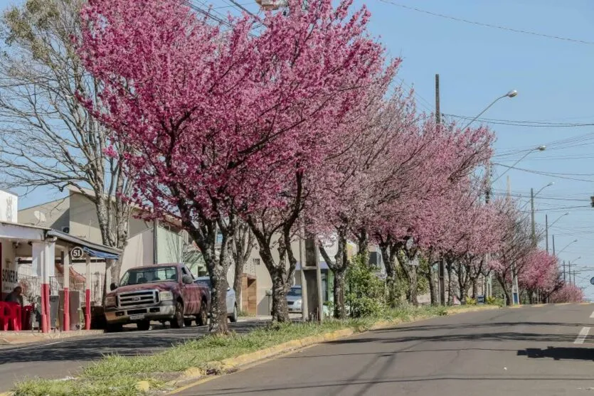 As cerejeiras-ornamentais (sakura) chegaram no município de Apucarana pelas mãos dos primeiros imigrantes japoneses