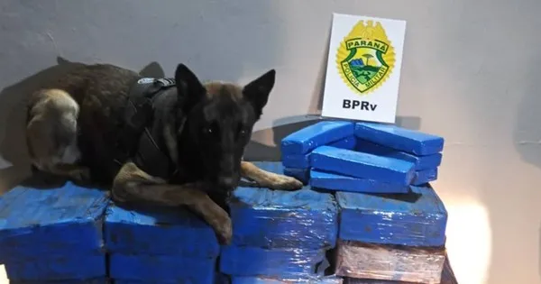 Conforme a polícia, a droga foi localizada por um cão farejador, após o carro ter sido abandonado por suspeitos em um milharal