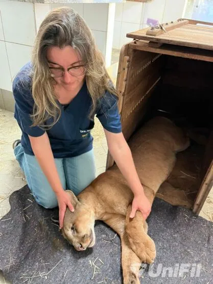 Coordenadora do Hospital Veterinário da Unifil, Mariana Cosenza com a onça