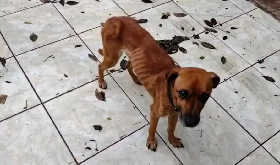 Família se muda e deixa dois cães sem comida em Maringá