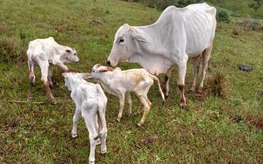 Os animais da raça Nelore nasceram na fazenda SDS, próximo a Balsa do Marolo