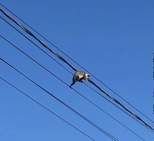 Por volta das 8h o gambá, que parecia ser um filhote já estava lá no alto