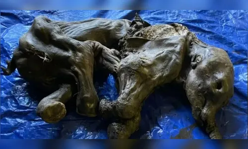 Bebê de mamute congelado é encontrado no Canadá