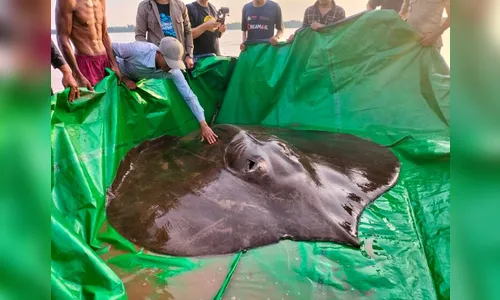 Pescador captura arraia gigante de 300 kg em Camboja