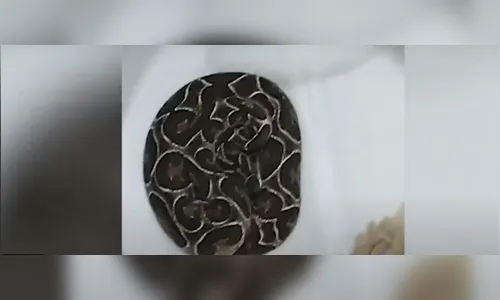 Cobra urutu é capturada em pátio de escola no Paraná
