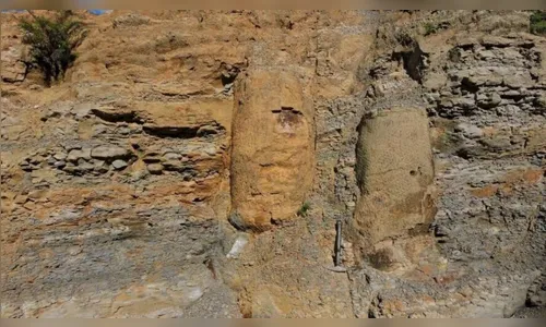 Floresta com árvores de 290 milhões de anos é encontrada em Ortigueira