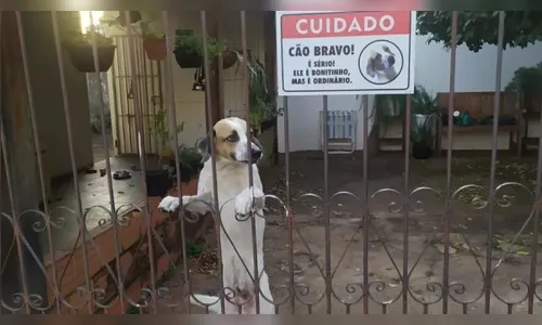 'Bonitinho mas ordinário': placa de aviso sobre cão bravo viraliza