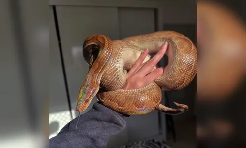 Moradora encontra cobra que estava desaparecida em bairro de SP