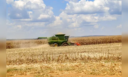 Colheita da 2ª safra de milho começa no Paraná