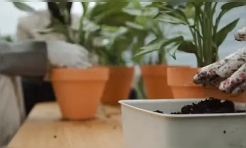 Aprenda a usar os poderes do Vaso das Sete Ervas