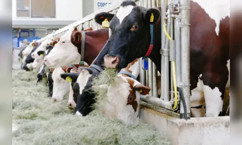 Produção leiteira recua, contribuindo com alta nos preços na região