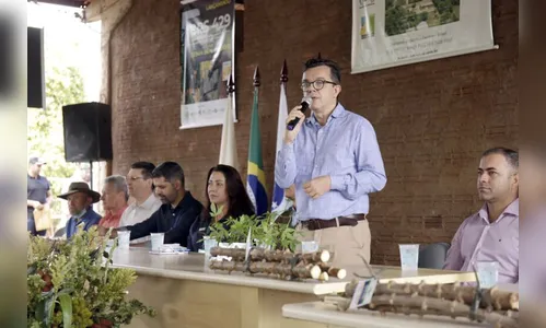 BRS 429: nova variedade de mandioca é desenvolvida no Paraná