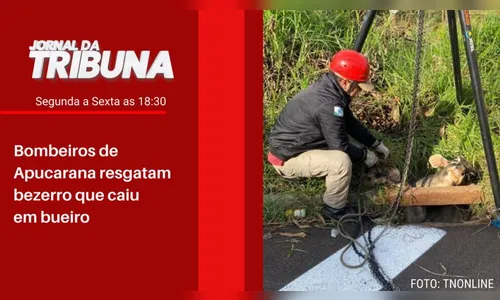 Bombeiros de Apucarana resgatam bezerro que caiu em bueiro