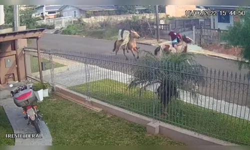 Dois homens, montados a cavalo, são presos por furto em Ponta Grossa