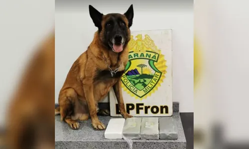 Cão farejador encontra cocaína em ônibus e duas passageiras são presas