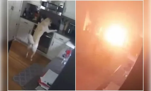 Casa pega fogo após cachorro conseguir ligar chamas do fogão