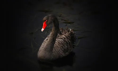 Cisne negro: Como gerenciar o desconhecido