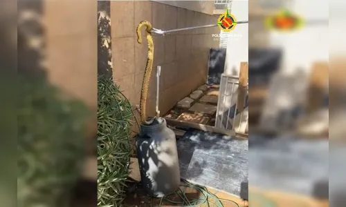 Moradora do Distrito Federal encontra cobra dentro de vaso; Veja