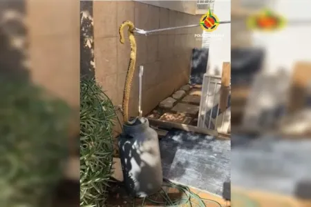 Conforme a Polícia Militar do Distrito Federal (PMDF), o animal foi devolvido ao seu habitat natural após ser resgatado