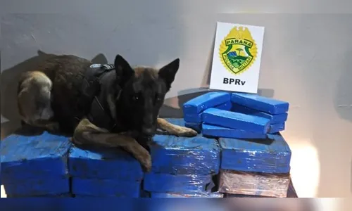 Cão farejador localiza mais de 400 kg de maconha em carro no PR