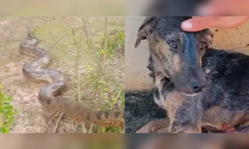 Vídeo: cachorro é atacado por sucuri de 7 m e é salvo por moradores