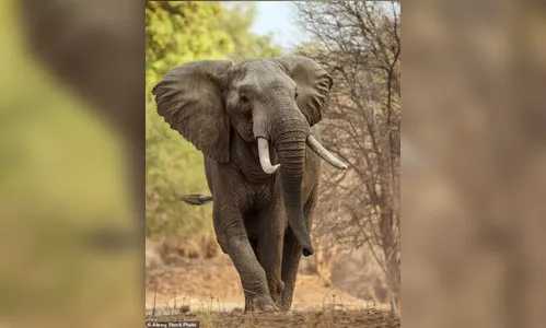 Elefante mata idosa na Índia e volta ao funeral dela para pisoteá-la
